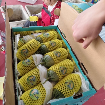 博洋72甜瓜玻璃脆甜瓜博洋六甜瓜种植产地量大诚信代收
