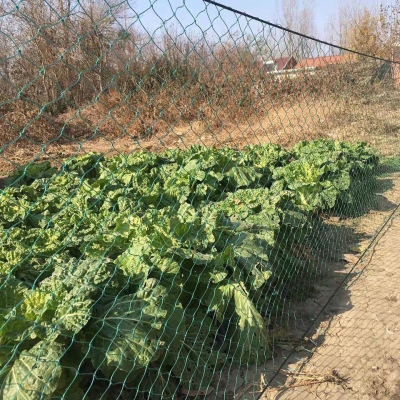 防鸟网新料抗老化大棚通风口鱼塘樱桃天网养鸡围栏葡萄草莓防