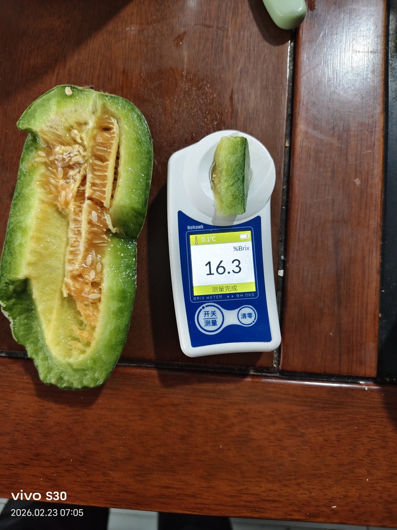 博洋72甜瓜玻璃脆甜瓜博洋六甜瓜种植产地量大诚信代收