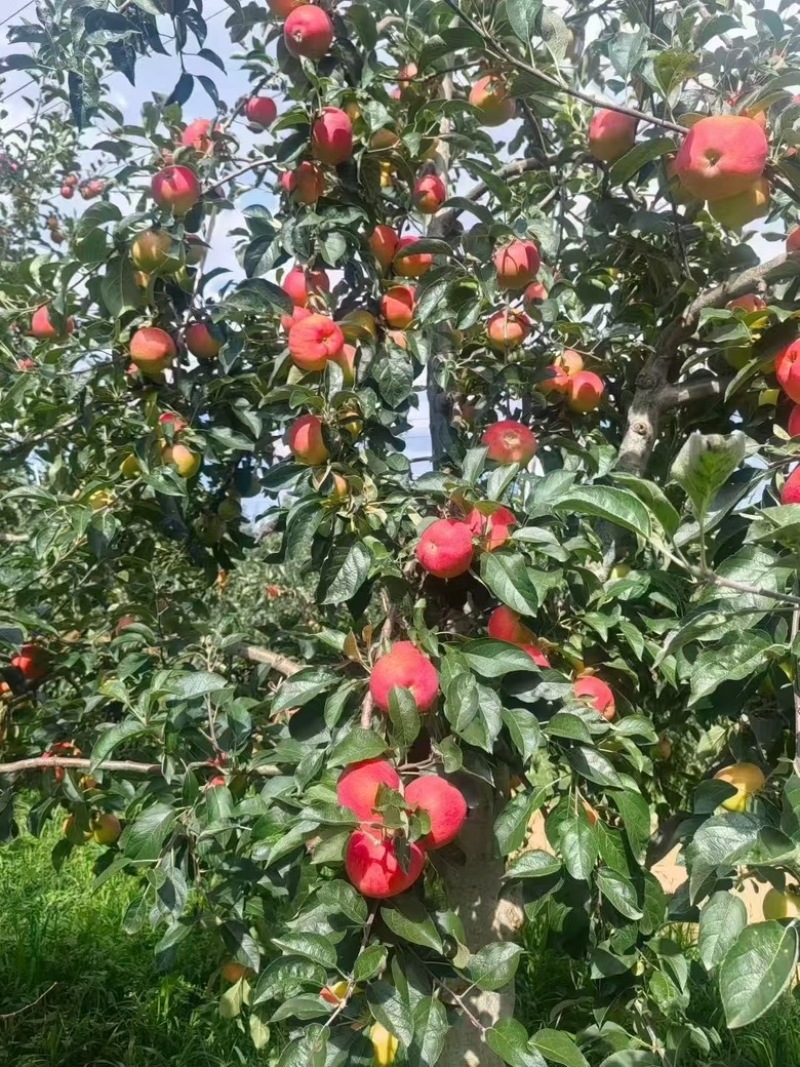 昭通丑苹果