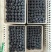L25蓝莓大量上市基地直供品质优可视频看货热卖中