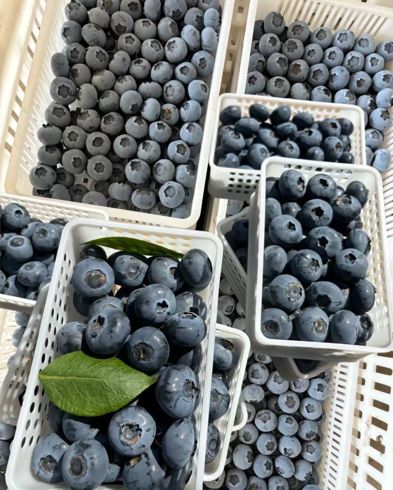 L25蓝莓大量上市基地直供品质优可视频看货热卖中