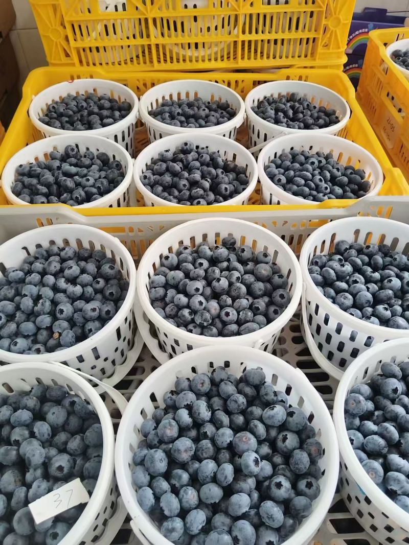 L25蓝莓大量上市基地直供品质优可视频看货热卖中