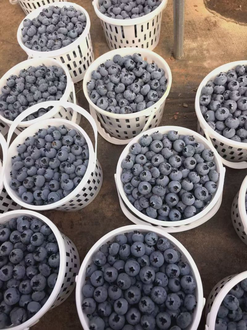L25蓝莓大量上市基地直供品质优可视频看货热卖中