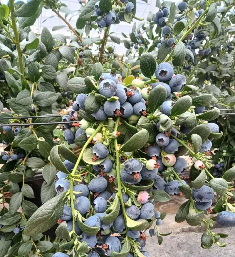 L25蓝莓大量上市基地直供品质优可视频看货热卖中