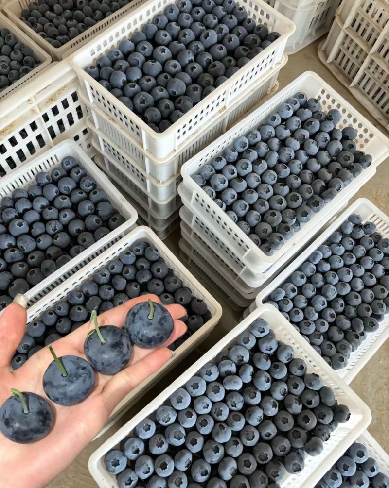 L25蓝莓大量上市基地直供品质优可视频看货热卖中