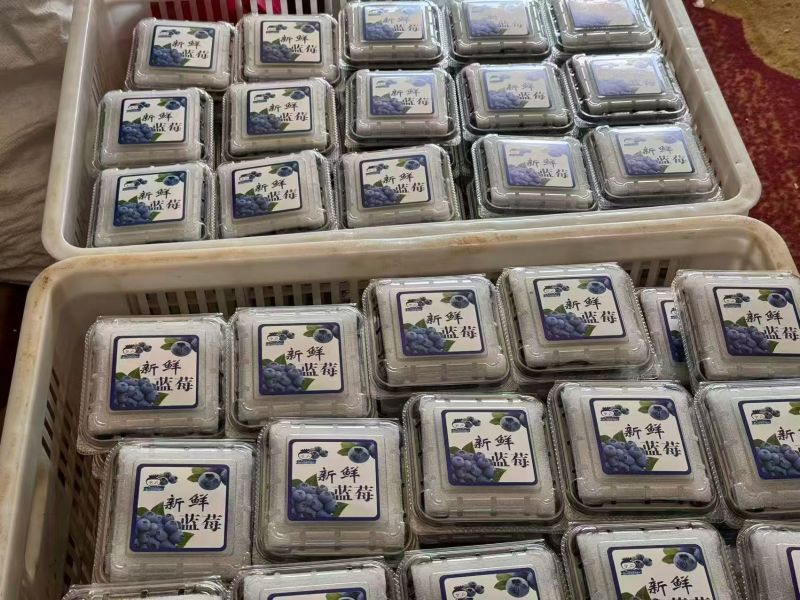 L25蓝莓大量上市基地直供品质优可视频看货热卖中