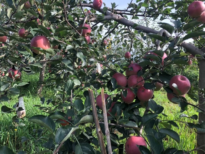 昭通丑苹果