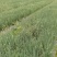 四川乐山小香葱