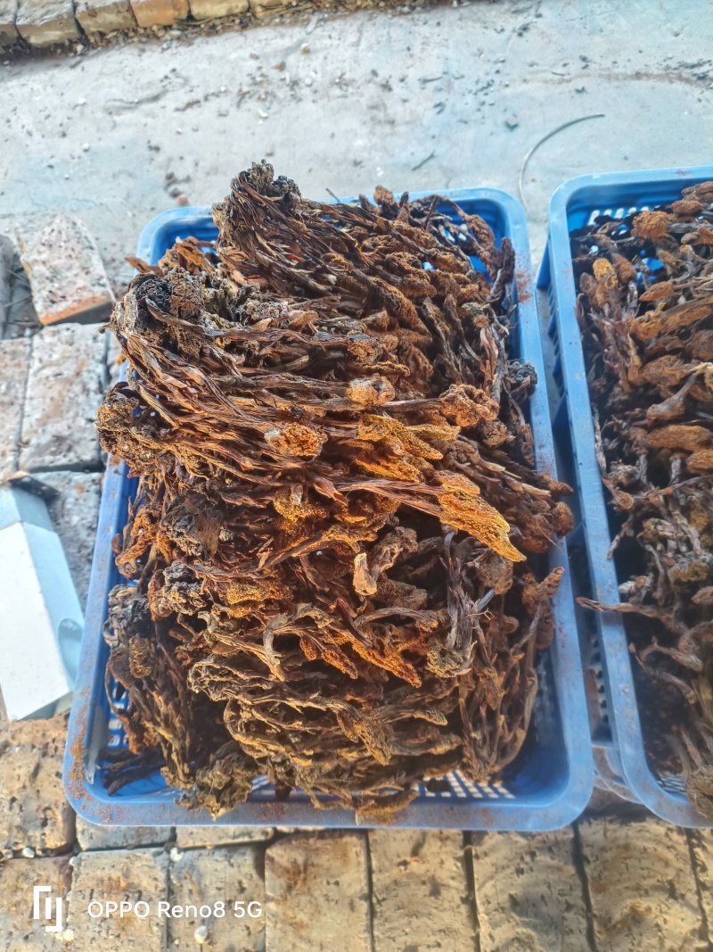 十堰市纯野生回春草