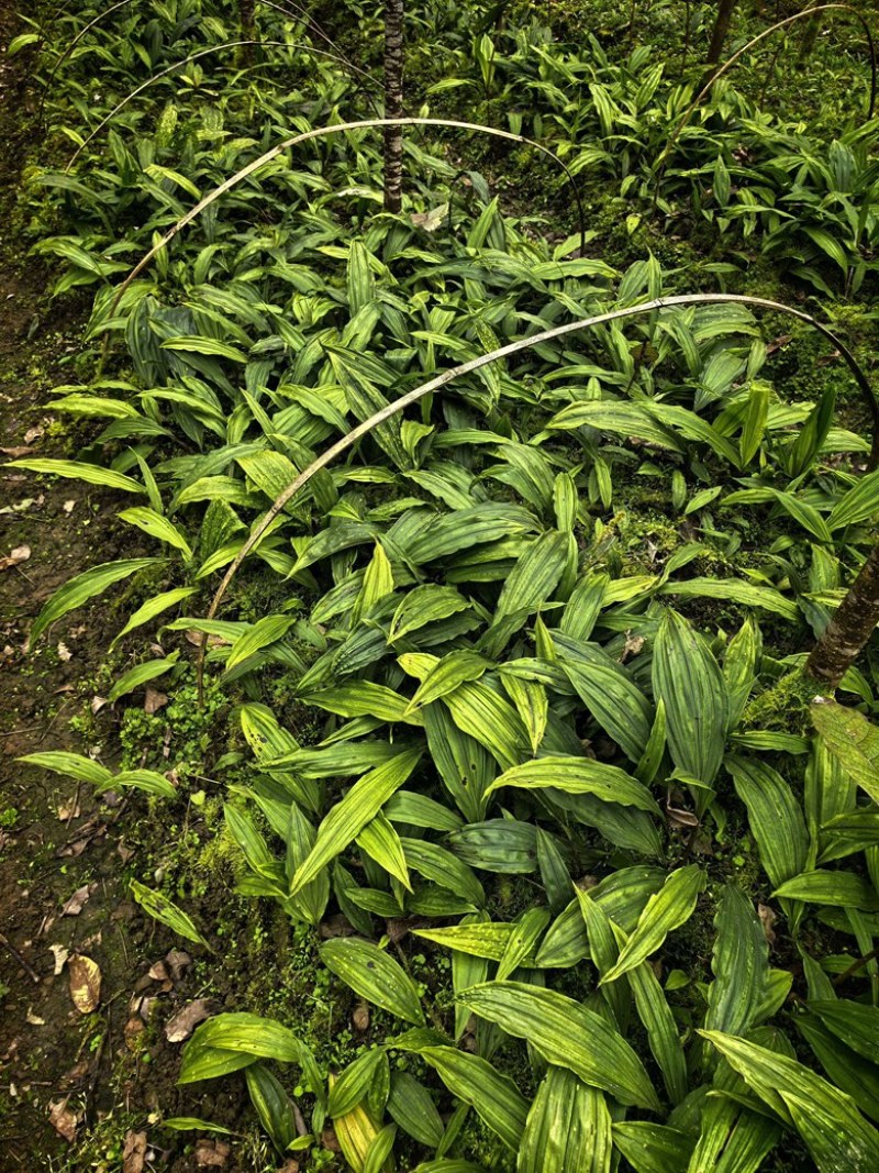 毛慈菇直播苗，成活率高，包技术，欢迎各位老板随时咨询