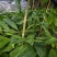 毛慈菇直播苗，成活率高，包技术，欢迎各位老板随时咨询