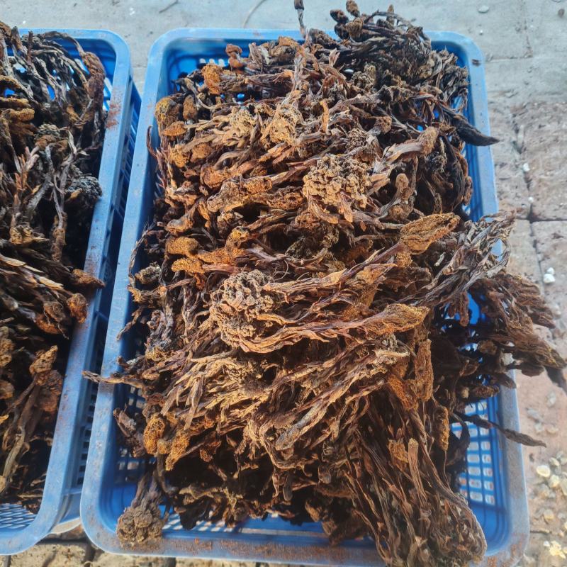 十堰市纯野生回春草
