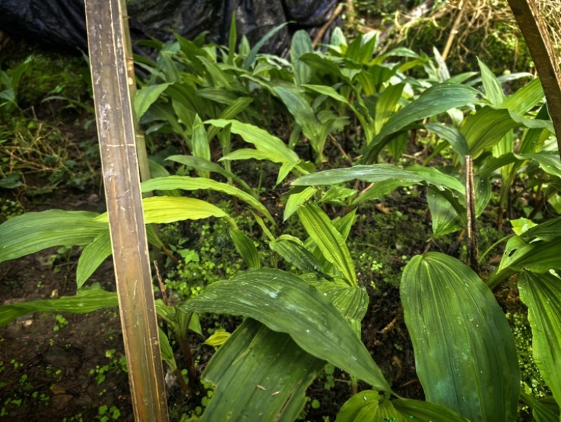 毛慈菇种苗大量有货欢迎各位老板随时进店咨询