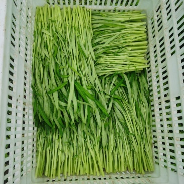 广东中山白空心菜