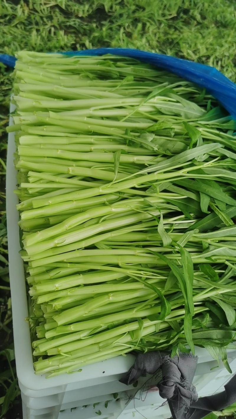 广东中山白空心菜