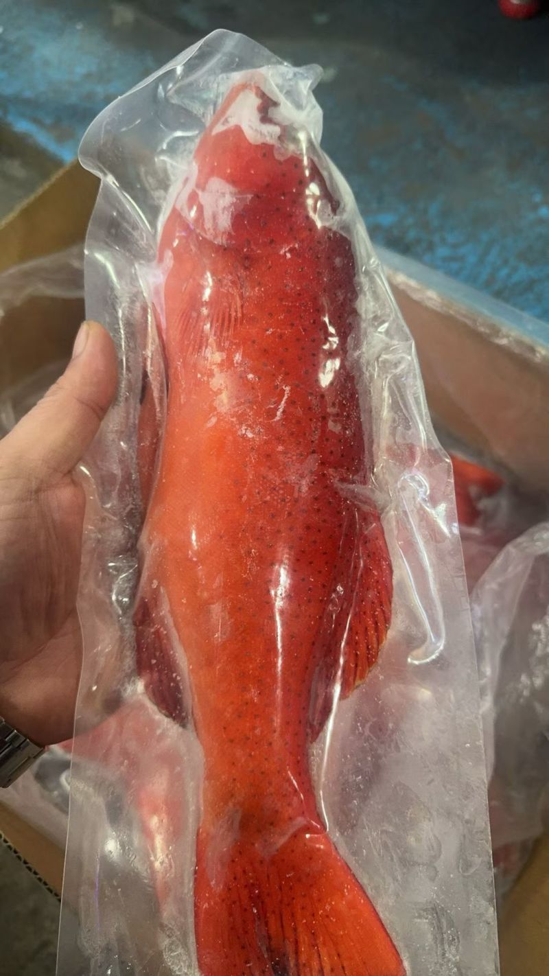 东星斑（又名石斑鱼）规格全，价格合适