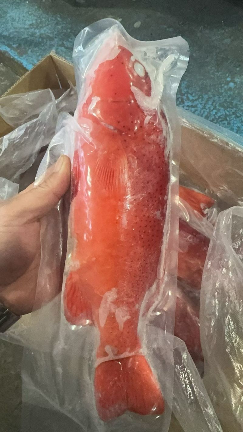 东星斑（又名石斑鱼）规格全，价格合适