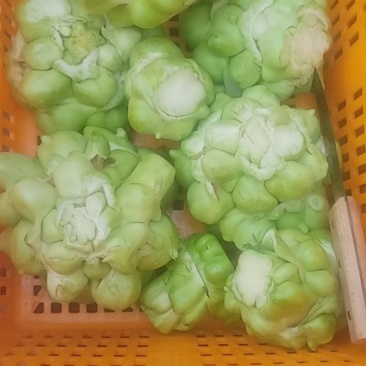四川榨菜