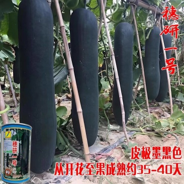 早熟大果黑冬瓜种长果肉厚籽少顺直高产春秋播种耐运输冬瓜种