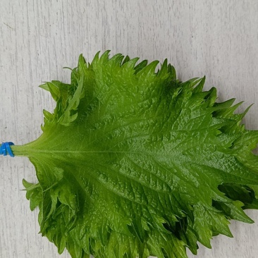 新鲜紫苏大叶精品鲜货