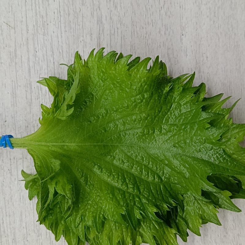 新鲜紫苏大叶精品鲜货