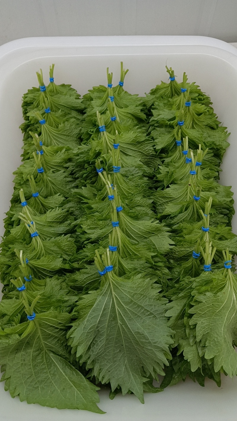 新鲜紫苏大叶精品鲜货