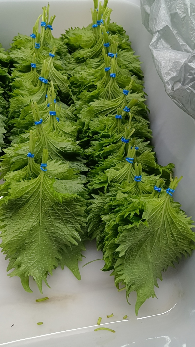 新鲜紫苏大叶精品鲜货