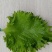 新鲜紫苏大叶精品鲜货