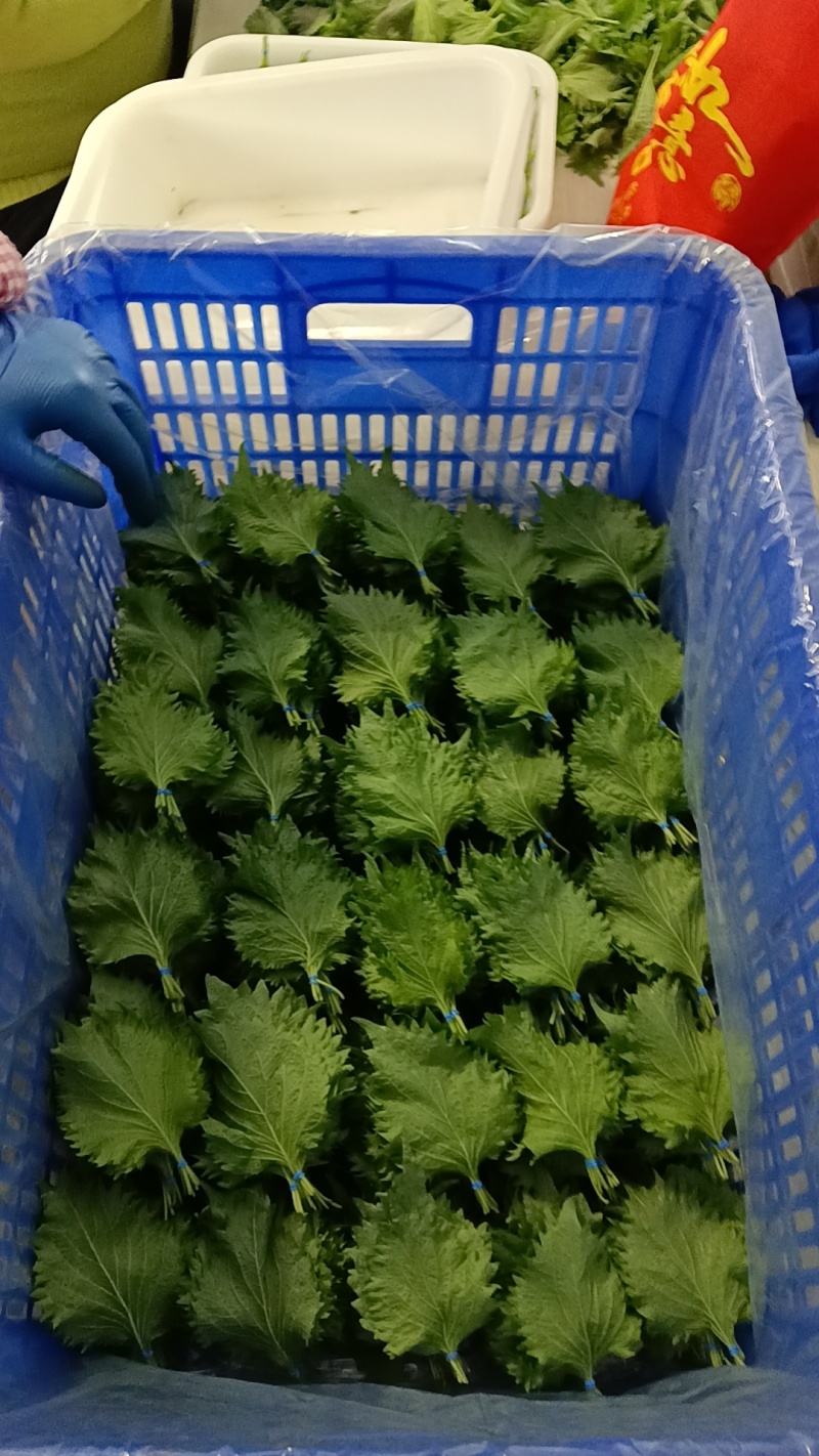 新鲜紫苏大叶精品鲜货