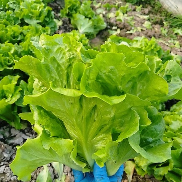 生菜
