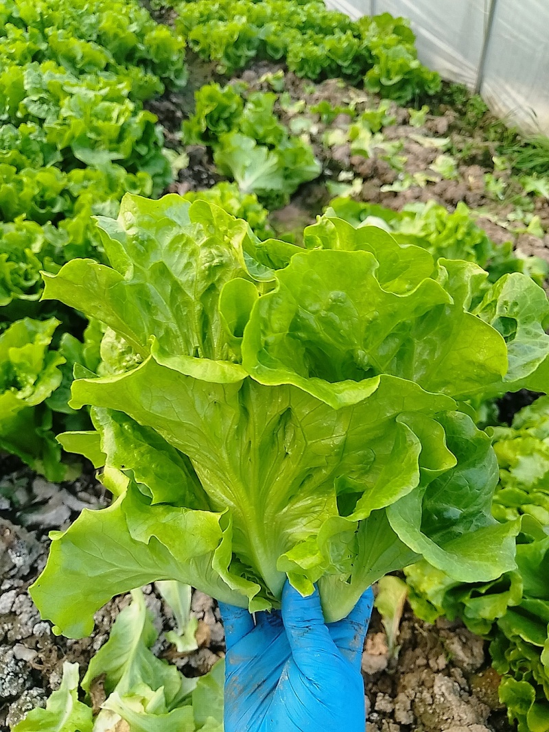 生菜