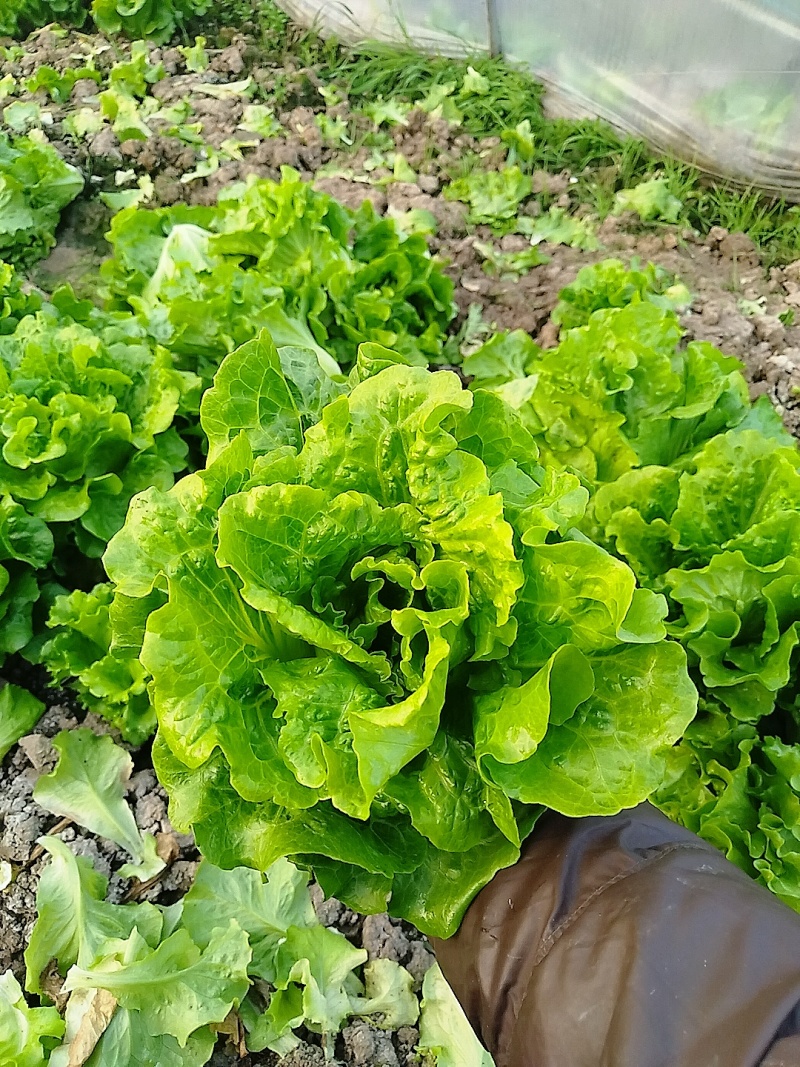 生菜
