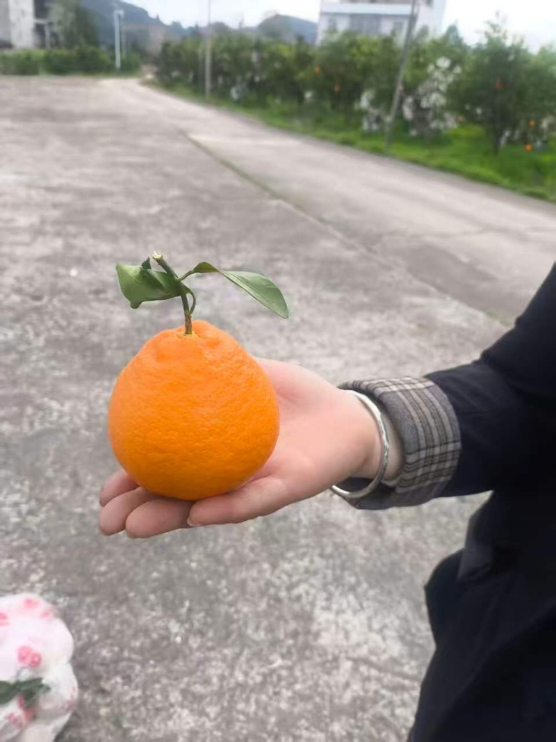 南充耙耙柑，产地直发，大量有货，欢迎各位老板咨询采购