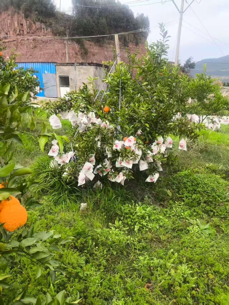 南充耙耙柑，产地直发，大量有货，欢迎各位老板咨询采购