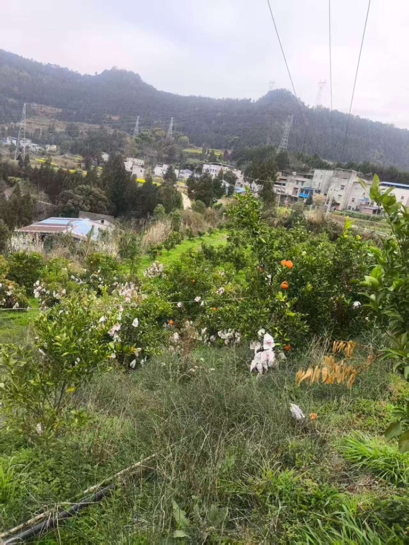 南充耙耙柑，产地直发，大量有货，欢迎各位老板咨询采购