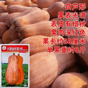 大蜜瓜种肉厚橙红色粉甜香糯高产春秋播种耐运输南瓜种