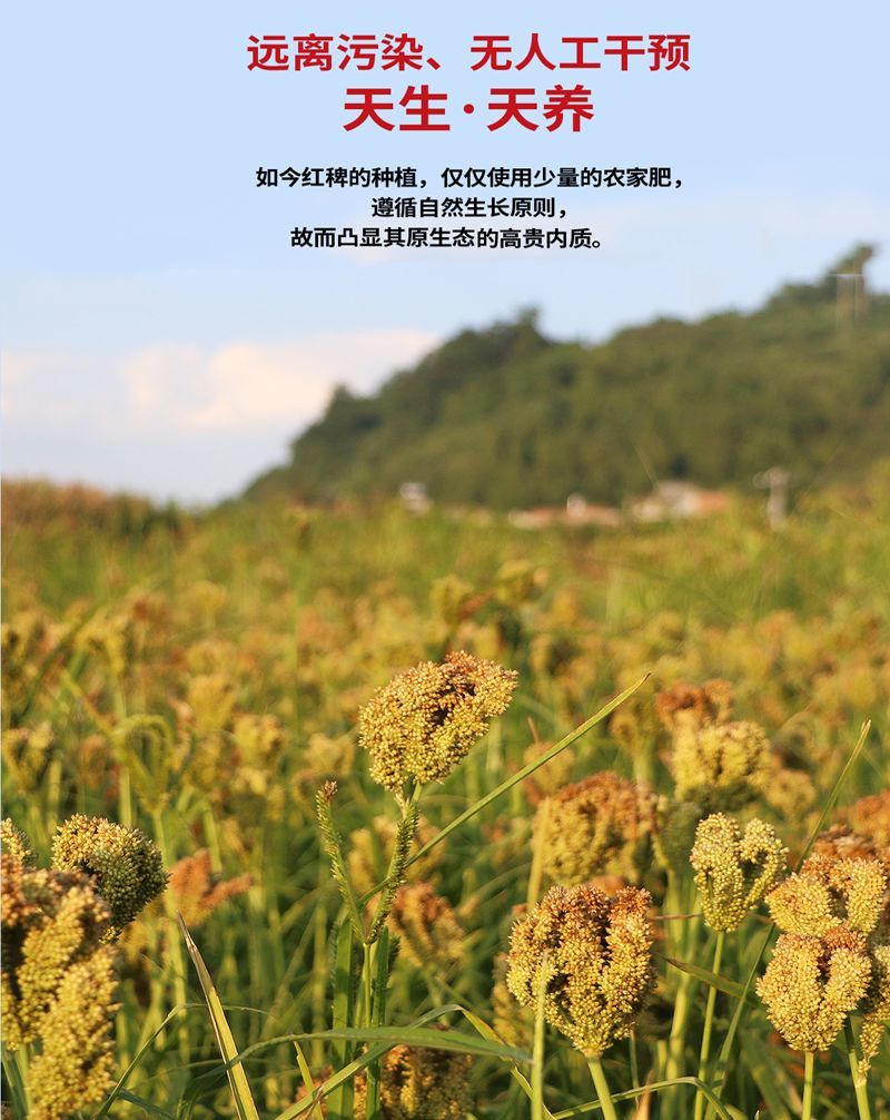 贵州高端习水红稗面原料丰富品质上乘欢迎品尝