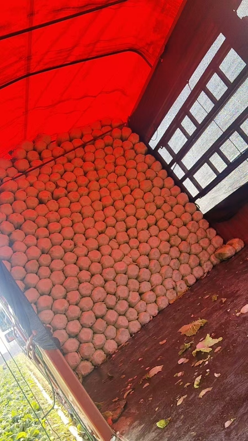 黄心白菜，产地直发，大量有货，欢迎各位老板咨询采购