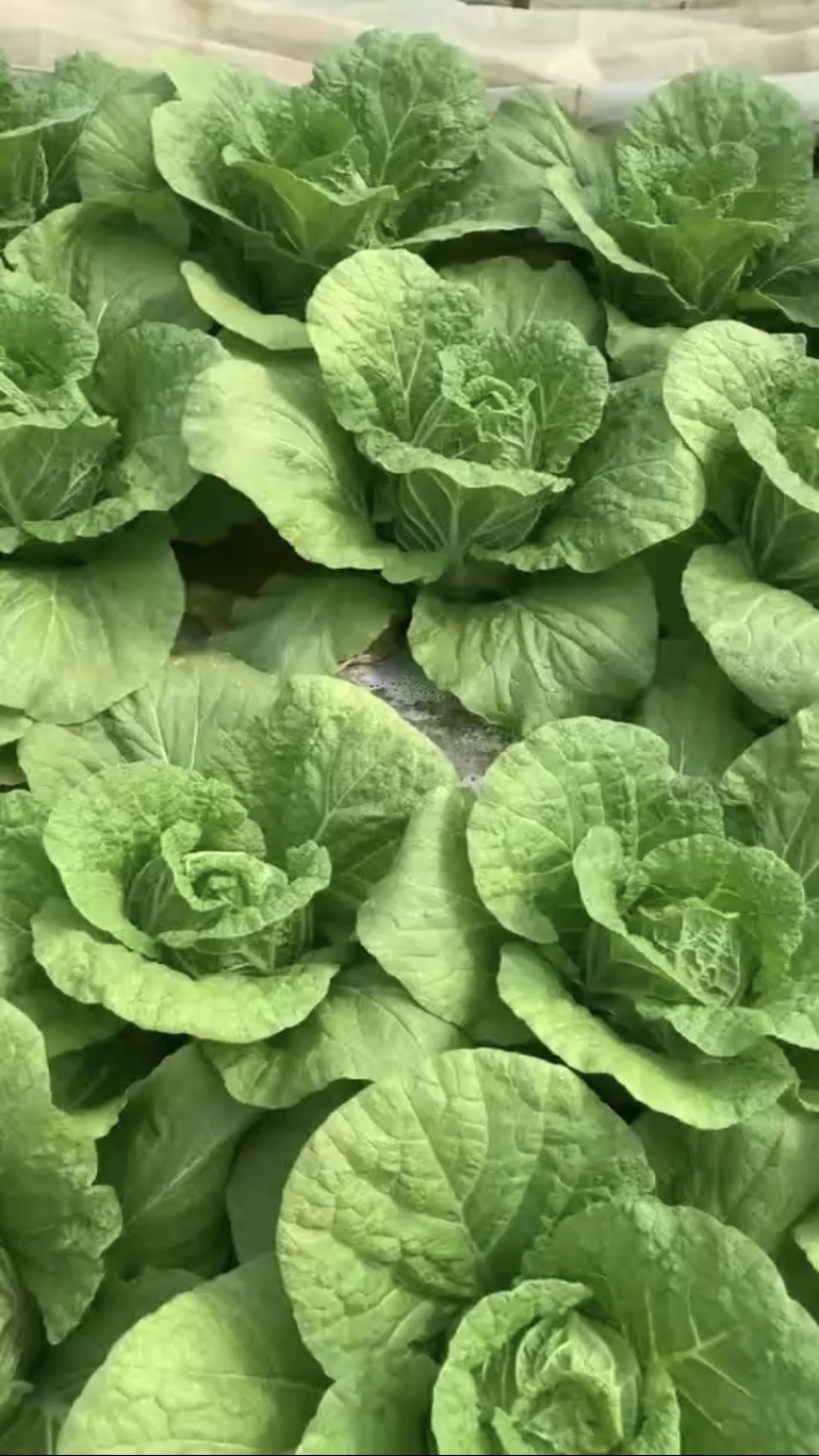 黄心白菜，产地直发，大量有货，欢迎各位老板咨询采购