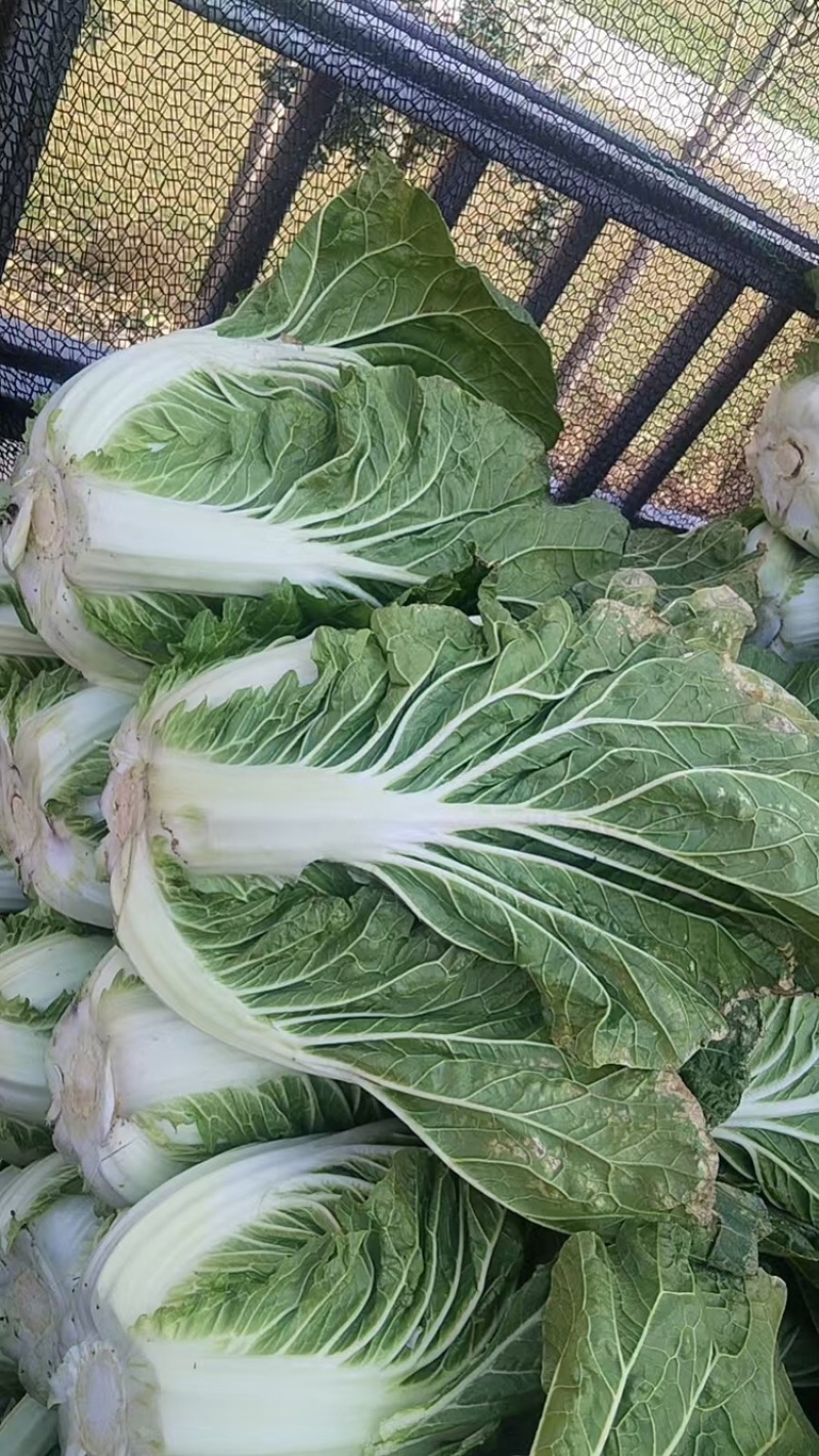 黄心白菜，产地直发，大量有货，欢迎各位老板咨询采购