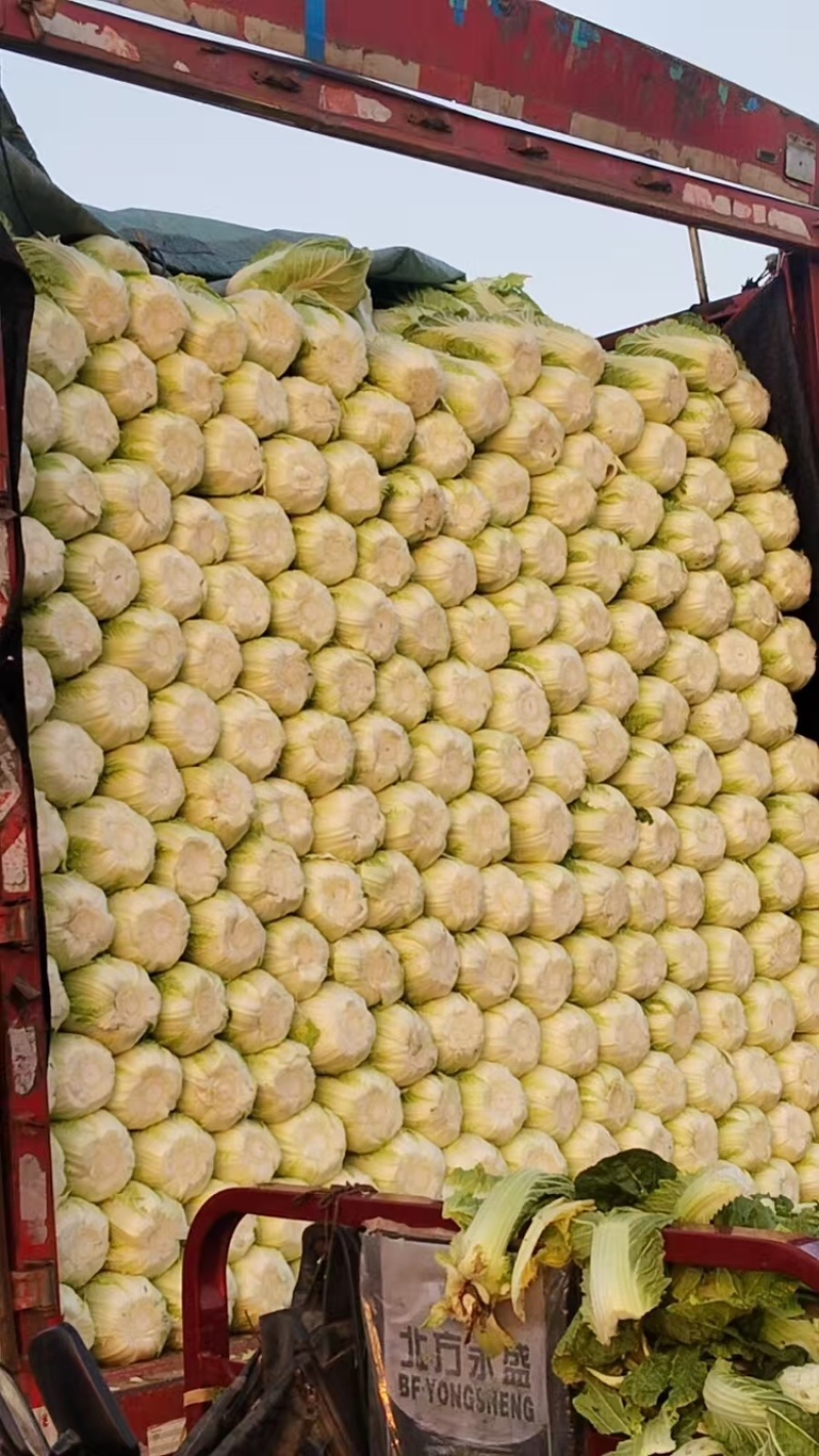 黄心白菜，产地直发，大量有货，欢迎各位老板咨询采购