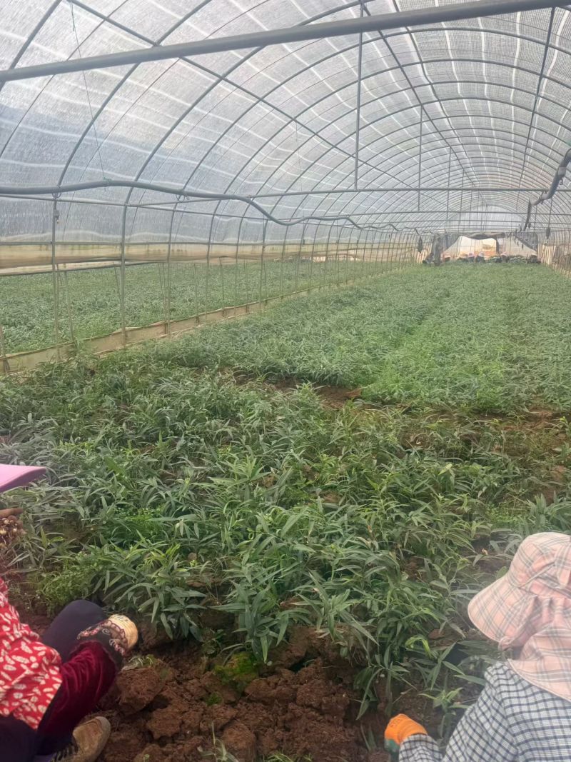 高杆多花不倒苗黄精