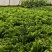 【推荐】生菜新品上市/基地直发/诚信经营/全国发货/电询