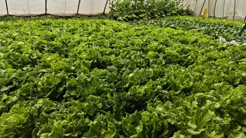 【推荐】生菜新品上市/基地直发/诚信经营/全国发货/电询