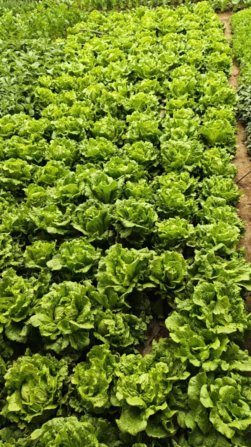 【推荐】生菜新品上市/基地直发/诚信经营/全国发货/电询