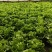 【推荐】生菜新品上市/基地直发/诚信经营/全国发货/电询