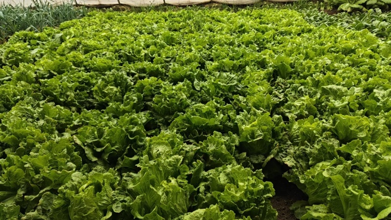 【推荐】生菜新品上市/基地直发/诚信经营/全国发货/电询