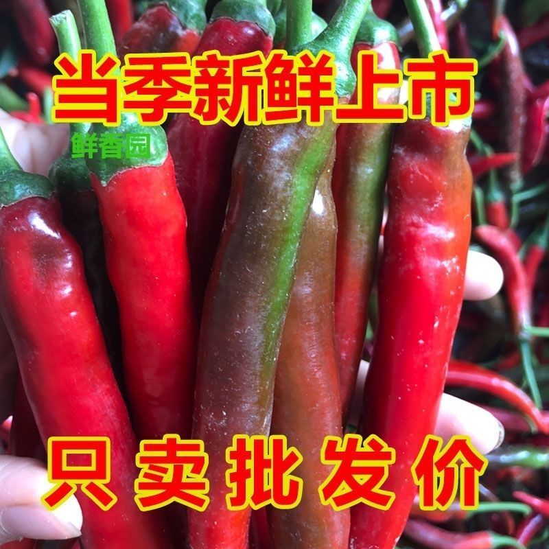 海花红美人椒10-15ccm硬皮地头价，要整车留言我