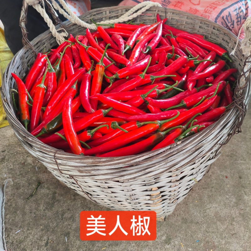 海花红美人椒10-15ccm硬皮地头价，要整车留言我
